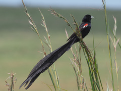 Euplectes progne