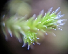Selaginella wallacei image