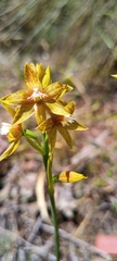 Thelymitra fuscolutea