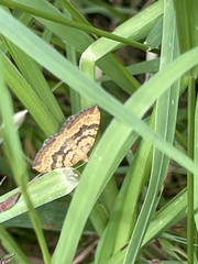 Chrysolarentia