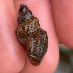 Plotiopsis balonnensis