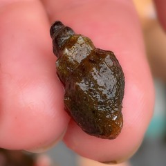 Plotiopsis balonnensis