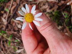 Argyranthemum frutescens