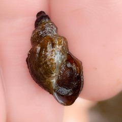Plotiopsis balonnensis