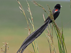 Euplectes progne