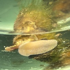 Plotiopsis balonnensis