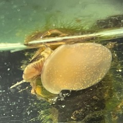 Plotiopsis balonnensis