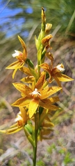 Thelymitra fuscolutea