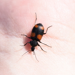 Panagaeus crucigerus