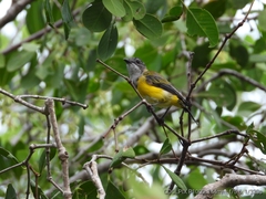 Pachycephala melanura