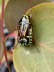 Eupoecila australasiae