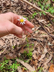 Argyranthemum frutescens