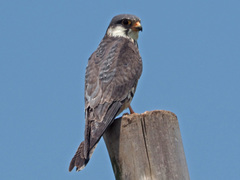 Falco amurensis