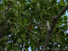 Pachycephala melanura