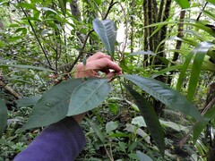Ardisia