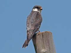 Falco amurensis