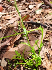 Argyranthemum frutescens