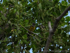 Pachycephala melanura