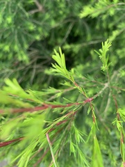 Myrtoideae
