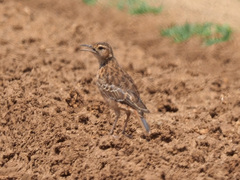Chersomanes albofasciata