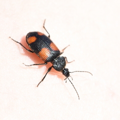 Panagaeus crucigerus