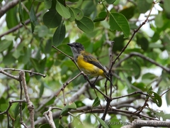 Pachycephala melanura