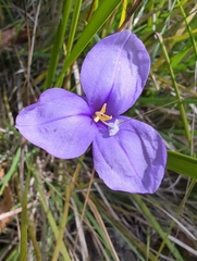 Patersonia occidentalis occidentalis