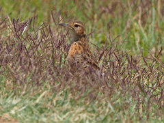 Chersomanes albofasciata