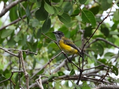 Pachycephala melanura