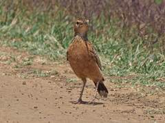 Chersomanes albofasciata