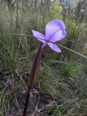 Patersonia occidentalis occidentalis