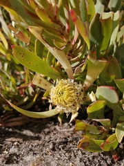 Leucadendron arcuatum