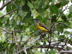 Pachycephala melanura