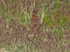 Chersomanes albofasciata