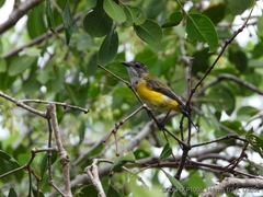 Pachycephala melanura