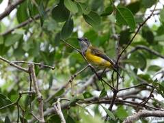 Pachycephala melanura