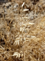 Eragrostis