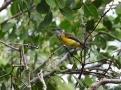 Pachycephala melanura