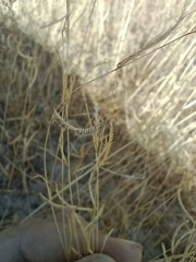 Bouteloua trifida