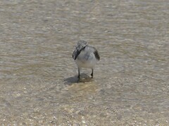 Calidris ruficollis