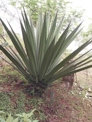 Agave vivipara