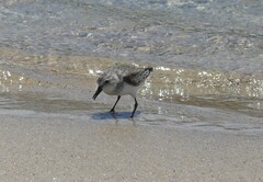 Calidris ruficollis