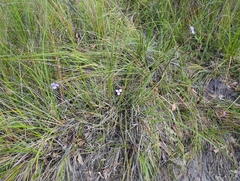 Patersonia occidentalis occidentalis