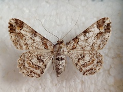 Cleora alienaria