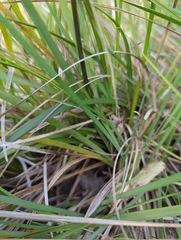 Patersonia occidentalis occidentalis