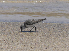 Calidris ruficollis