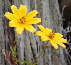 Bidens mitis