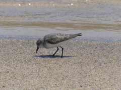 Calidris ruficollis