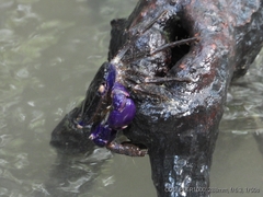 Metopograpsus