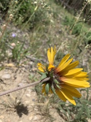 Gaillardia aristata